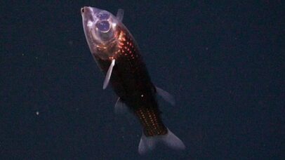 Espécie rara de peixe-barril é registrada pela primeira vez no fundo do Atlântico