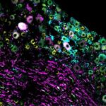 Estudo revela como o corpo identifica mudanças de temperatura