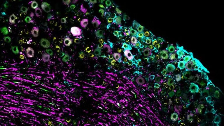 Estudo revela como o corpo identifica mudanças de temperatura