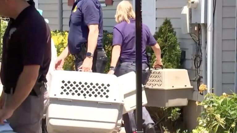 Resgate em Long Island: 155 animais são salvos de casa em condições cruéis