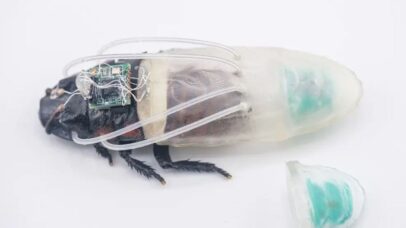 Cientistas criam trajes para baratas atuarem em missões de resgate