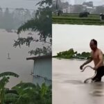Mais de 900 cobras escapam de criadouro na China e invadem ruas após tufão