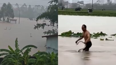Mais de 900 cobras escapam de criadouro na China e invadem ruas após tufão