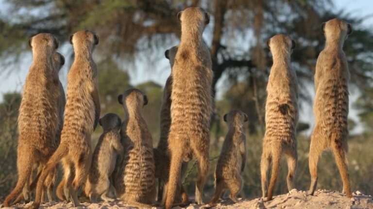 Animais antecipam conflitos de maneira semelhante aos humanos, diz estudo