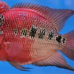 Peixe híbrido ameaça biodiversidade em lago filipino