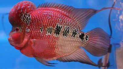 Peixe híbrido ameaça biodiversidade em lago filipino