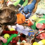 Fixação por brinquedos pode se parecer com um vício em alguns cães, diz estudo