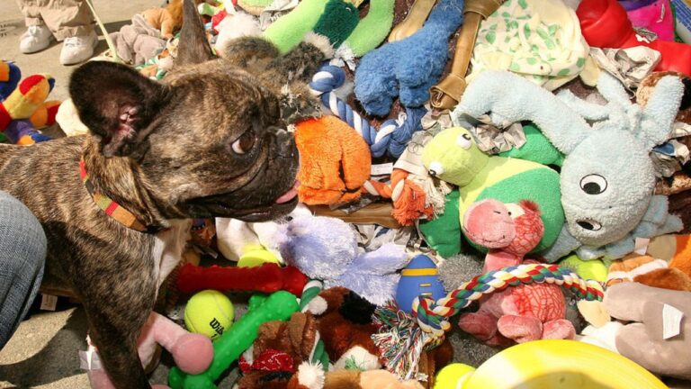 Fixação por brinquedos pode se parecer com um vício em alguns cães, diz estudo