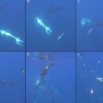 Orcas são flagradas ‘explodindo’ peixes de duas toneladas no Pacífico