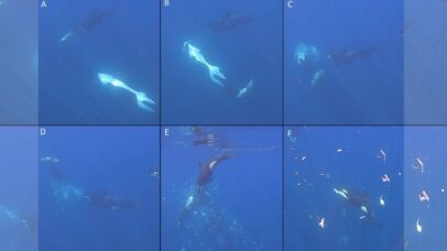 Orcas são flagradas ‘explodindo’ peixes de duas toneladas no Pacífico