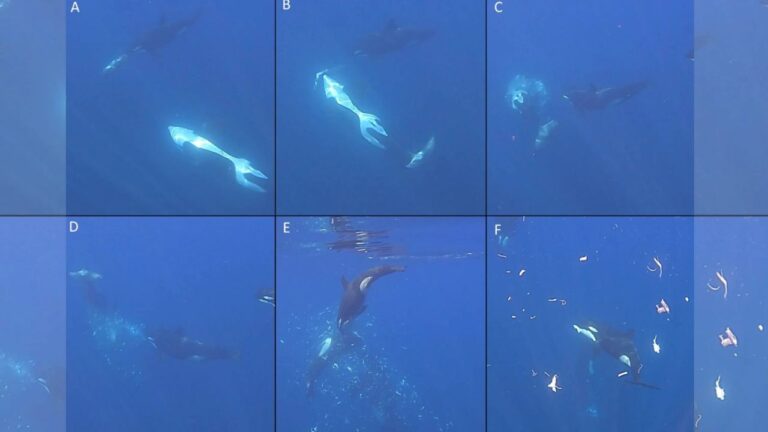 Orcas são flagradas ‘explodindo’ peixes de duas toneladas no Pacífico