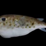 Grécia cria barreiras contra peixes tóxicos atraídos pela crise climática