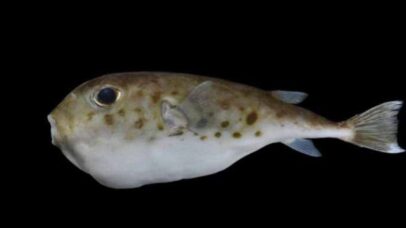 Grécia cria barreiras contra peixes tóxicos atraídos pela crise climática
