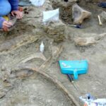 Fósseis revelam mordida mortal de T. rex em dinossauro bico-de-pato