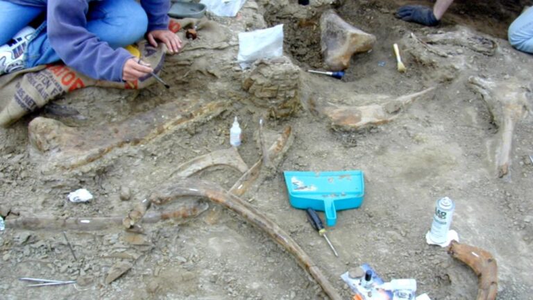 Fósseis revelam mordida mortal de T. rex em dinossauro bico-de-pato