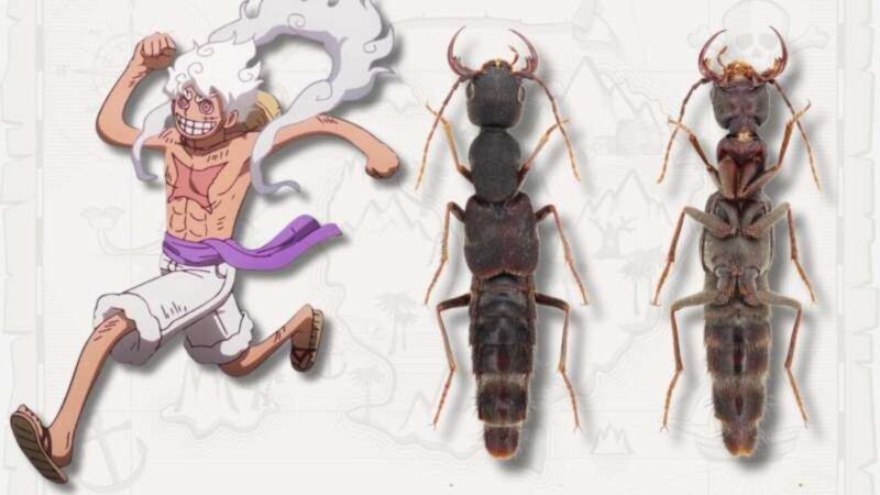 Ilustração de Monkey D. Luffy ao lado de Luffy nika, espécie pertencente ao novo gênero de besouros Luffy
