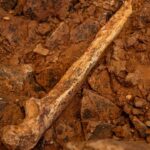 Novos fósseis revelam que os Homo antecessor adultos foram vítimas de canibalismo