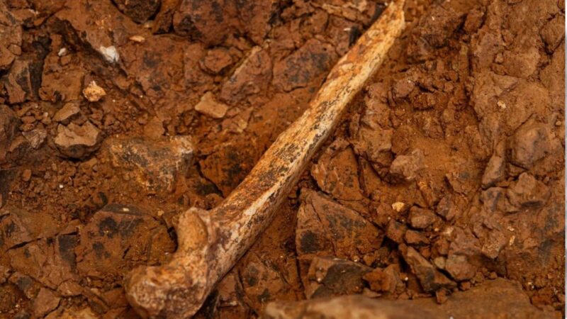 Fotografia de osso de Homo antecessor adulto