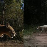 Onças-pardas evitam cães no interior de São Paulo, diz estudo
