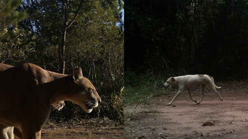 Fotografias de onças-pardas e cão em mata monitorada pelas armadilhas fotográficas