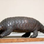 Pangolin ‘aurita’ é redescoberto por brasileiro após 150 anos