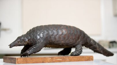 Pangolin ‘aurita’ é redescoberto por brasileiro após 150 anos