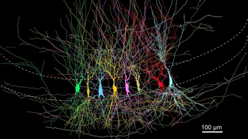 Foto reconstruída digitalmente de ligações neuronais responsáveis pelas memórias na primeira infância