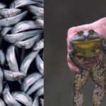 Proteína de rã pode se tornar 1° antídoto para toxina mortal da ‘maré vermelha’