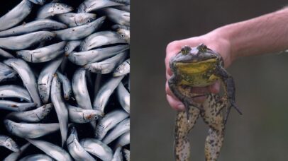 Proteína de rã pode se tornar 1° antídoto para toxina mortal da ‘maré vermelha’
