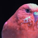 Reflexos das penas de aves é técnica evolutiva para temperaturas extremas, diz estudo