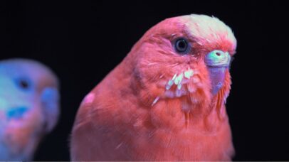 Reflexos das penas de aves é técnica evolutiva para temperaturas extremas, diz estudo