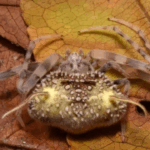 Aranha descoberta no Equador imita fungo zumbi para sobreviver