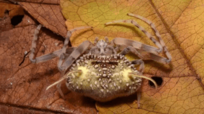 Aranha descoberta no Equador imita fungo zumbi para sobreviver
