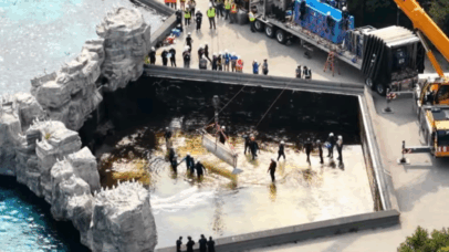 Resgate de baleias-beluga marca fim de antigo parque no Canadá