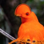 Estudo indica que mudanças climáticas alimentaram diversidade evolutiva das aves