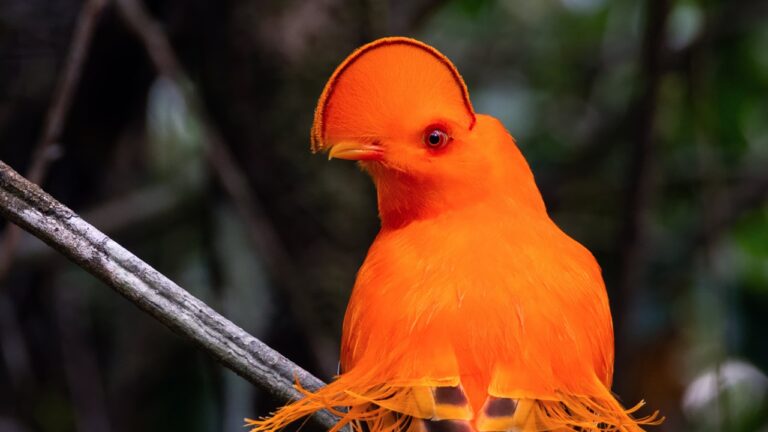 Estudo indica que mudanças climáticas alimentaram diversidade evolutiva das aves