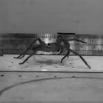 Aranha-caçadora australiana é a mais rápida do mundo, revela estudo
