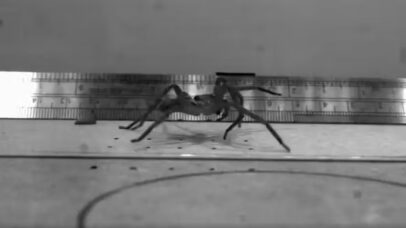 Aranha-caçadora australiana é a mais rápida do mundo, revela estudo