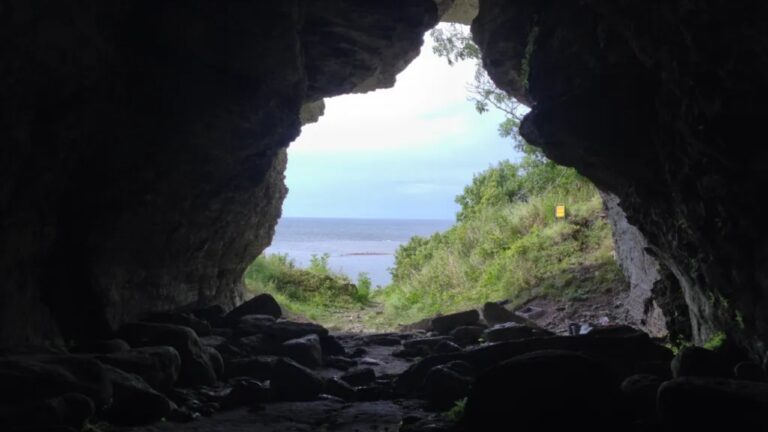 Lobos foram levados por humanos a ilha remota na Suécia há 5 mil anos, diz estudo
