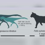 Estudo diz que os bebês T. rex nasciam prontos para correr e se alimentar sozinhos
