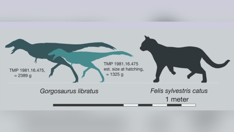 Estudo diz que os bebês T. rex nasciam prontos para correr e se alimentar sozinhos