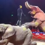 Elefanta de circo ganha novo lar em santuário após quatro décadas em cativeiro