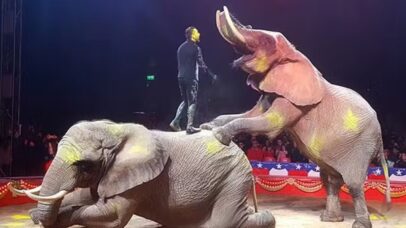 Elefanta de circo ganha novo lar em santuário após quatro décadas em cativeiro