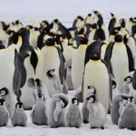 Iceberg encalha perto de colônia de pinguins e derruba em 69% número de filhotes