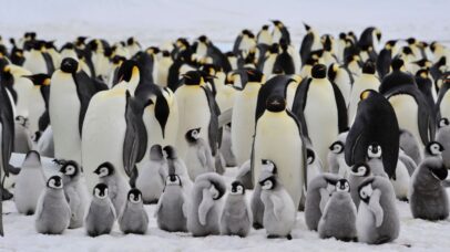 Iceberg encalha perto de colônia de pinguins e derruba em 69% número de filhotes