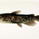 Pela primeira vez, cientistas detectam câncer transmissível entre peixes