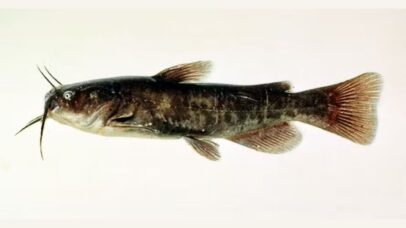 Pela primeira vez, cientistas detectam câncer transmissível entre peixes