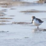 Estudo aponta que mais da metade das aves migratórias se encontra em declínio