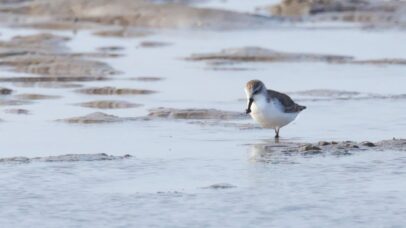 Estudo aponta que mais da metade das aves migratórias se encontra em declínio