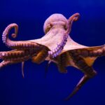 Cérebros de animais marinhos estariam diminuindo por causa da acidez dos oceanos